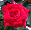 Robin Alonso ™ rose photo