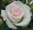 Marie Jeannette rose photo