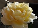 Harprior rose photo