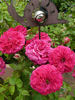 Boule de Feu rose photo