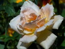 Folksinger rose photo