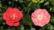 Debonnaire rose photo