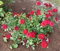 Cherry Hi ™ rose photo