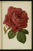 La France de '89 rose photo