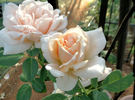 Breath of Life rose photo