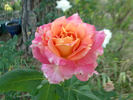 World Peace ™ rose photo