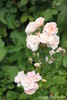 Easy to Cut rose photo