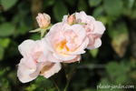 Easy to Cut rose photo