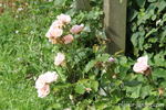 Easy to Cut rose photo