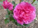 Noble Antony rose photo