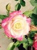 Eternal Flame rose photo