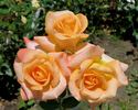 Seventh Heaven rose photo