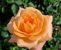 Seventh Heaven rose photo