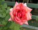 Oksana rose photo
