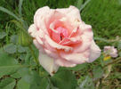 Rapture rose photo