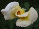 Harprior rose photo
