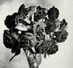J. S. Fay rose photo