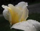 Harprior rose photo