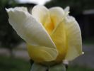 Harprior rose photo