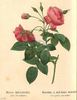 Rose Boursault rose photo
