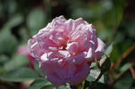 Elise Flory rose photo