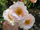 12 Westerland OP 06 rose photo