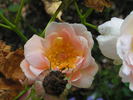 12 Westerland OP 06 rose photo