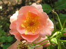 12 Westerland OP 06 rose photo