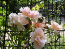 12 Westerland OP 06 rose photo