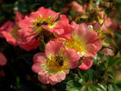 Bienenweide Apricot rose photo