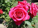 Paris-Match rose photo