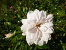 Schneesturm rose photo