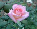 Belami rose photo