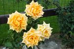 Golden Monica ® rose photo