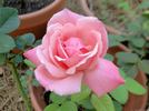 Arioso rose photo