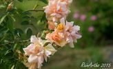 Orange Everglow rose photo