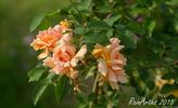 Orange Everglow rose photo