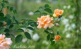 Orange Everglow rose photo
