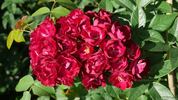 Ilmenau rose photo