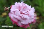 Ametista ® rose photo