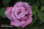 Ametista ® rose photo