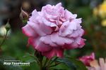 Ametista ® rose photo
