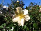 Bermuda Yellow Mutabilis rose photo