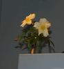 Bermuda Yellow Mutabilis rose photo