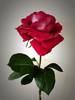 Alleluia ® rose photo