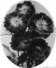 Aunt Harriet rose photo
