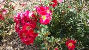 Carefree Spirit rose photo