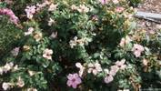 First Light rose photo