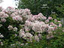 Apel rose photo