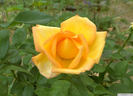 Goldstrike rose photo
